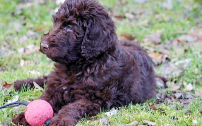 El Ayuntamiento habilita un área canina en el Parque Jarama