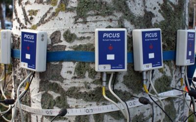 San Fernando vigila la salud de sus árboles en calles y parques