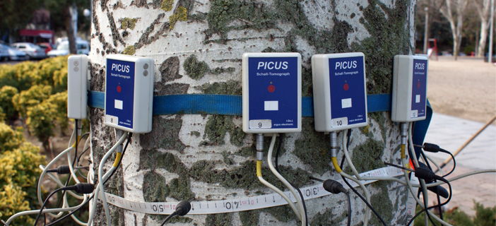 San Fernando vigila la salud de sus árboles en calles y parques