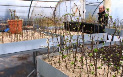 Un vivero municipal para plantaciones en plazas y calles