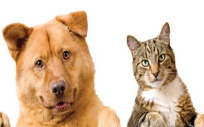 Campaña de identificación de mascotas y vacunación antirrábica