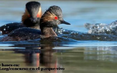 VIII Concurso Fotográfico del proyecto “En el Parque Vivo”