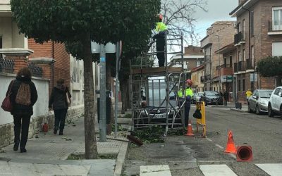 Continúan las labores de poda que han llegado a más de 40 espacios de la ciudad