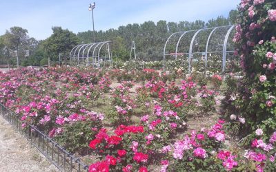 El Gobierno municipal reanuda los trabajos de jardinería con un plan de prioridades y actuación inmediata en la rosaleda del Parque Dolores Ibárruri
