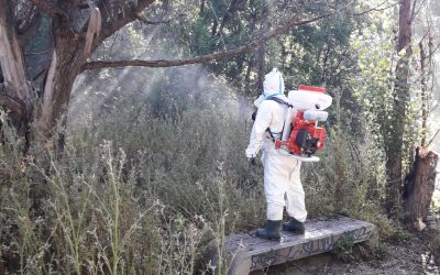 El Ayuntamiento de San Fernando de Henares inicia la campaña para la prevención y control de larvas de mosquitos y mosca negra