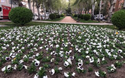 El área de Mantenimiento de la Ciudad inicia los trabajos para la plantación de flores de temporada en diversos puntos de la localidad