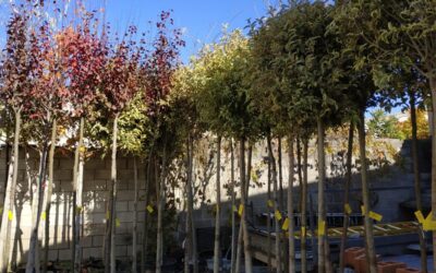 ‘Pistoletazo de salida’ al ‘II Plan Municipal de Arbolado’, que incluye la plantación de cerca de 300 ejemplares en diversos puntos de la ciudad hasta finales de año