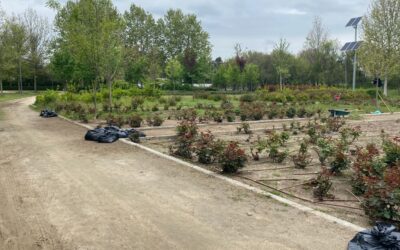 Labores de desbroce en el entorno del Parque Jarama