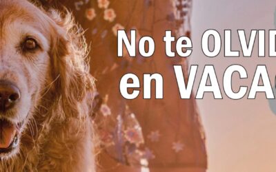 El Ayuntamiento de San Fernando de Henares emprende una campaña contra el abandono animal
