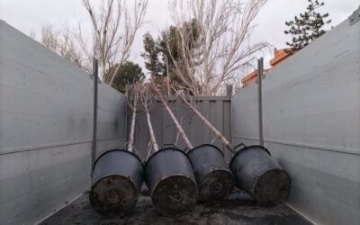 El Ayuntamiento de San Fernando de Henares inicia el III Plan Municipal de Arbolado que implica la plantación de más de 350 ejemplares