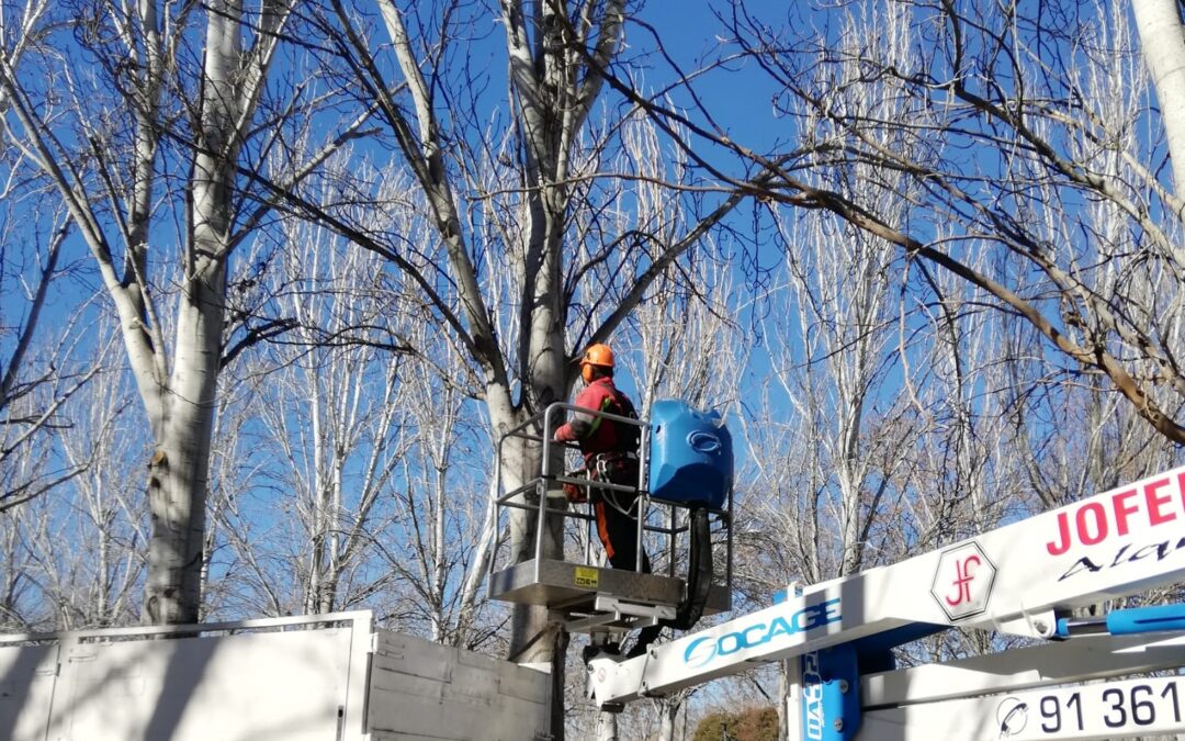 La Concejalía de Mantenimiento de la Ciudad prosigue con trabajos de poda y adecuación de zonas verdes de cara a los meses de primavera