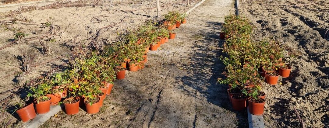 La Concejalía de Mantenimiento de la Ciudad inicia nuevos trabajos para la plantación de plantas arbustivas y aromáticas en el Parque Jarama