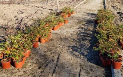 La Concejalía de Mantenimiento de la Ciudad inicia nuevos trabajos para la plantación de plantas arbustivas y aromáticas en el Parque Jarama