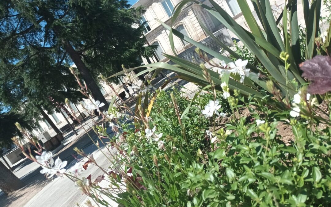 La Concejalía de Mantenimiento de la Ciudad renueva la imagen de plaza de España y de la avenida de la Constitución con nuevas plantaciones