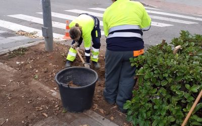 Comienzan trabajos de jardinería destinados la mejora de las zonas verdes de la plaza de Fernando VI