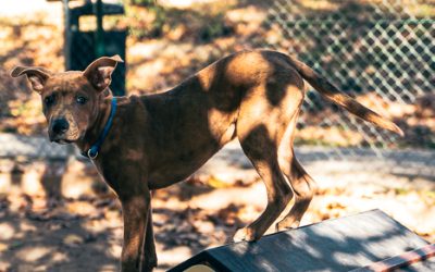 San Fernando de Henares pondrá en marcha el nuevo Censo Municipal Canino por ADN para mejorar la limpieza, la convivencia y la protección animal