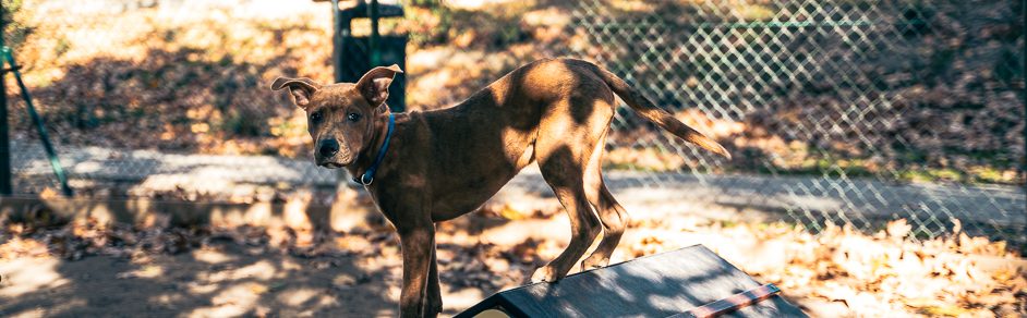 San Fernando de Henares pondrá en marcha el nuevo Censo Municipal Canino por ADN para mejorar la limpieza, la convivencia y la protección animal