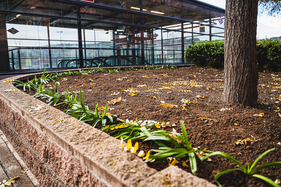 La Concejalía de Medio Ambiente pone en marcha diversos trabajos de renovación de jardinería en la avenida de Algorta, junto a la estación de Metro ‘Henares’