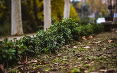Plantación de arbustiva y renovación integral del sistema de riego en el camino principal del Paseo de los Chopos