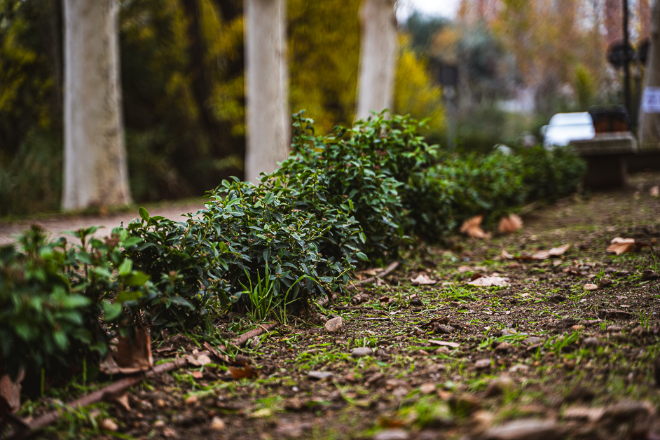 Plantación de arbustiva y renovación integral del sistema de riego en el camino principal del Paseo de los Chopos