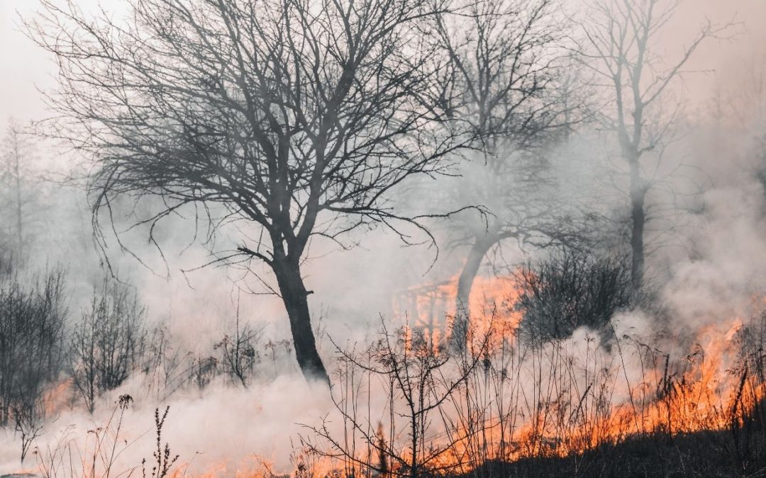 El Ayuntamiento de San Fernando de Henares ofrece los medios a su alcance a los municipios afectados por los incendios