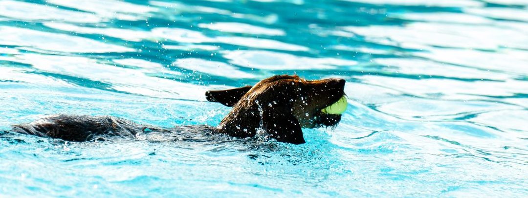 Regresa una nueva edición de ‘Patas al Agua’, que pondrá el ‘broche final’ a la temporada de verano en la piscina municipal