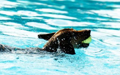 Regresa una nueva edición de ‘Patas al Agua’, que pondrá el ‘broche final’ a la temporada de verano en la piscina municipal